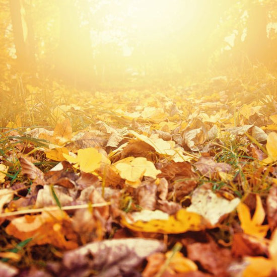 Cura della pelle in autunno - Eterea Cosmesi Naturale